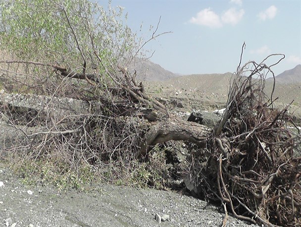 بارندگی به روستاهای بخش احمدی خسارت وارد کرد