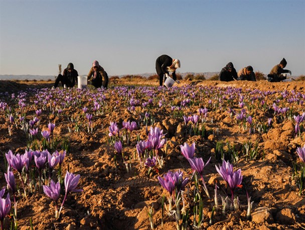 کشاورزی رشتخوار در یک قدمی نابودی/کوچ تدریجی محصول زعفران از سومین قطب تولید این محصول