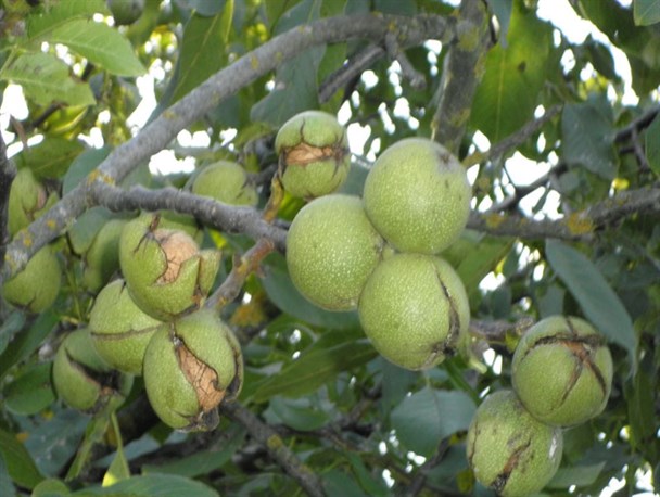 افزایش کمی و کیفی تولید گردوی استان با اجرای زنجیره نهالستان گردو در تویسرکان