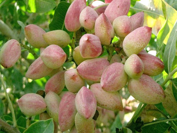آغاز برداشت پسته از باغات خلیل آباد/ صرفه جویی 60 میلیارد تومانی در مصرف سموم