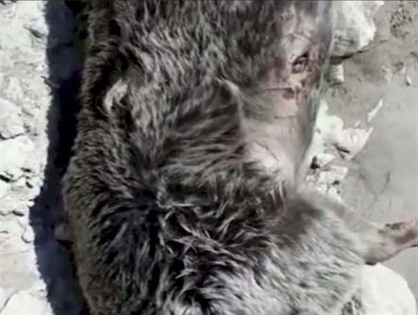 قتل خرس قهوه ای در تنگ گنجه‌ای بویراحمد/ محیط زیست کجای ماجراست+فیلم