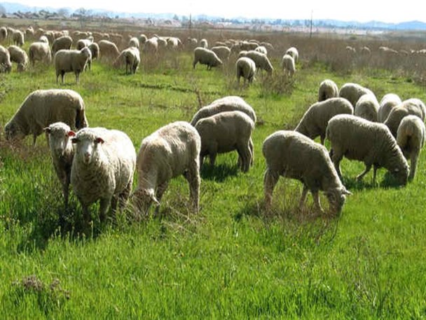 خروج غیر قانونی سالانه ۱۵۰ هزار راس دام زنده در شهرستان آبدانان