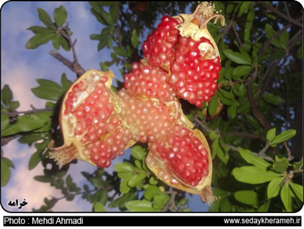 انار خرامه در آستانه برداشت + عکس