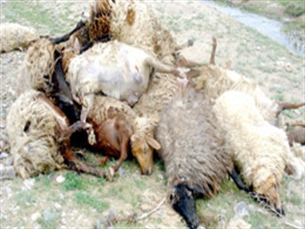 حمله گرگهای گرسنه به 130 راس گوسفند در روستای ورعبداالله شهرستان بن