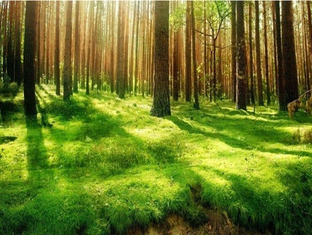 کارآفرینی و برداشت سودمیلیونی با کاشت درخت چنار