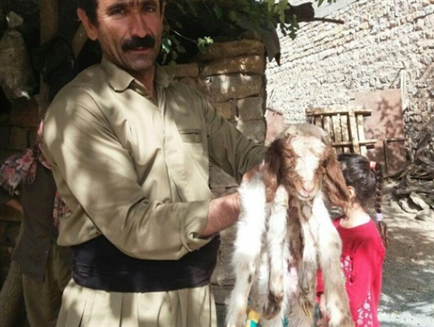 تولد بره گوسفندی با ۶ دست و پا در یکی از روستاهای جوانرود+تصویر