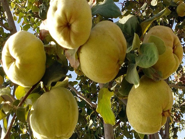 آغاز برداشت میوه" به" ازباغات سپیدان