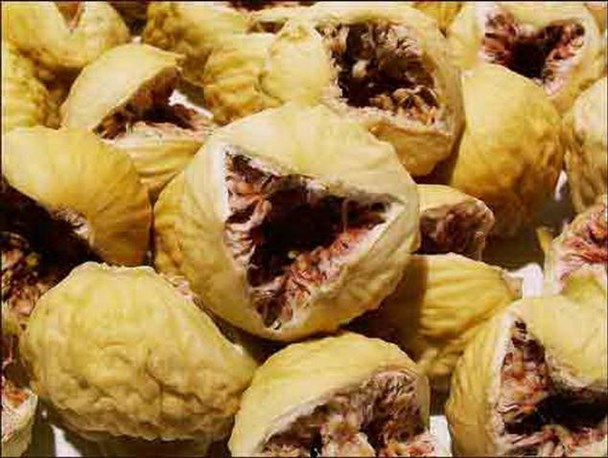 ساوه رکورددار تولید انجیر در استان مرکزی/جیب دلالان و قصه پر غصه انجیرکاران+ تصاویر