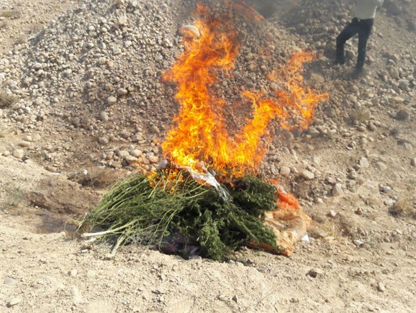 کشف و امحاء 100 بوته گیاه مخدر از نوع گراس در گرمه+تصاویر