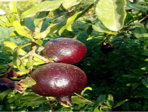خودنمایی محصول باغی کمیاب طارم در عطاری‌ها + تصاویر