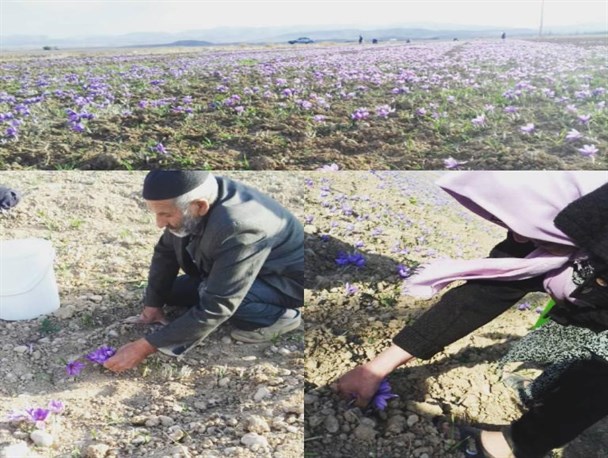 آغاز برداشت زعفران در شهرستان فاروج
