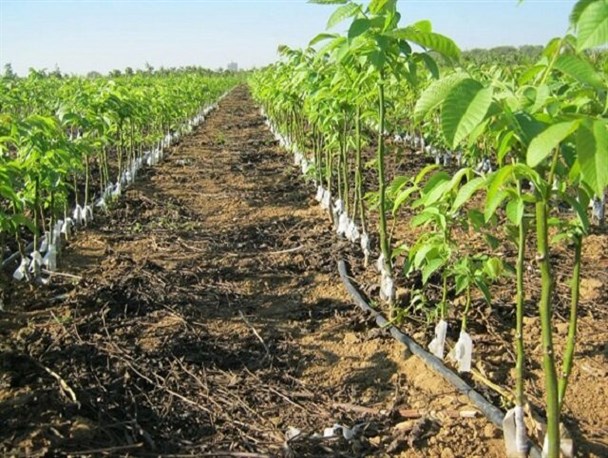 نهالستان شهرستان رودان با اعتباری بالغ بر ۱۶ میلیارد تومان احداث می‌شود