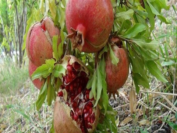 سرمازدگی و خشکسالی ۳۰ درصد به تولید انار خسارت زد