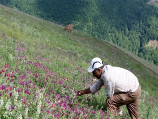 کشت گیاهان دارویی" کم آب بر" در ۷۰۰ هکتار از مراتع استان کرمانشاه