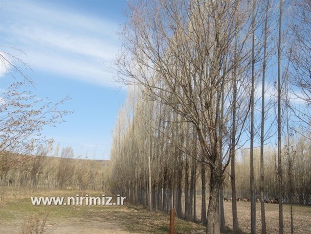 جلوه های زیبا از طبیعت پاییزی نیر