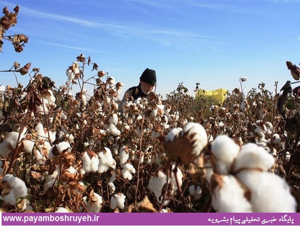 بشرویه پیشتاز در تولید بذر رقم خرداد پنبه در کشور