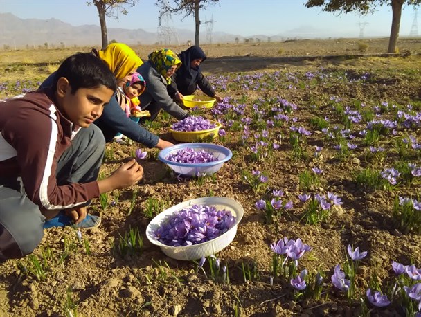 برداشت گل زعفران از مزارع کاشمر