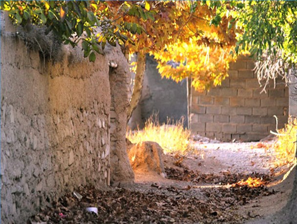 عکس: کوچه باغ های طلایی روستای «مزرعه» آباده