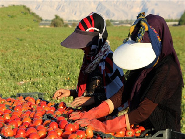 آغاز برداشت گوجه فرنگی در شهرستان مُهـر