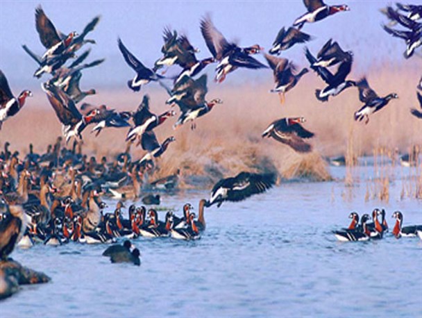 آغاز صدور پروانه شکار در سیاهکل