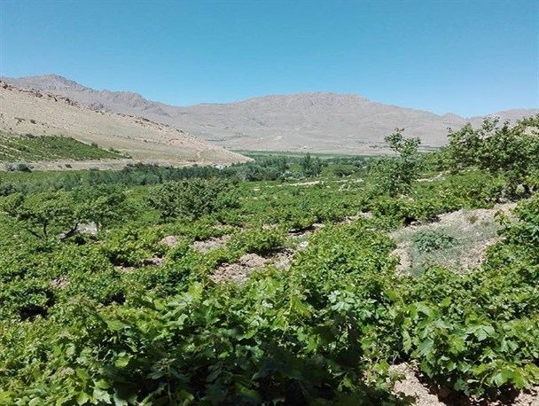 نقش مثبت انگور در اقتصاد شهرستان کیار
