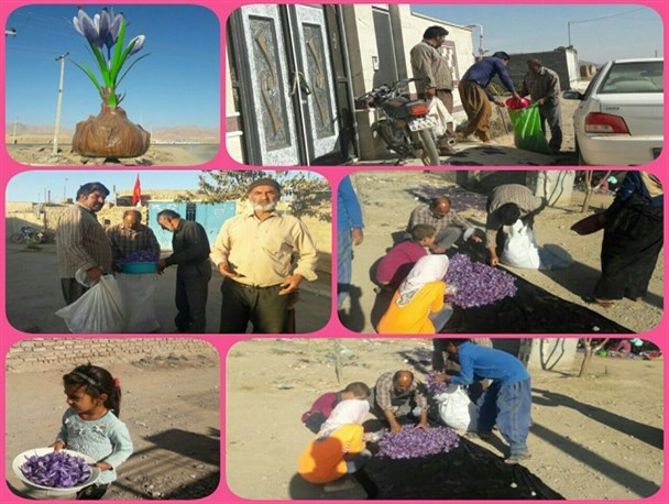 اهدای 154 کیلوگرم گل زعفران به امامزاده سیدنا الحسین(ع) نهبندان