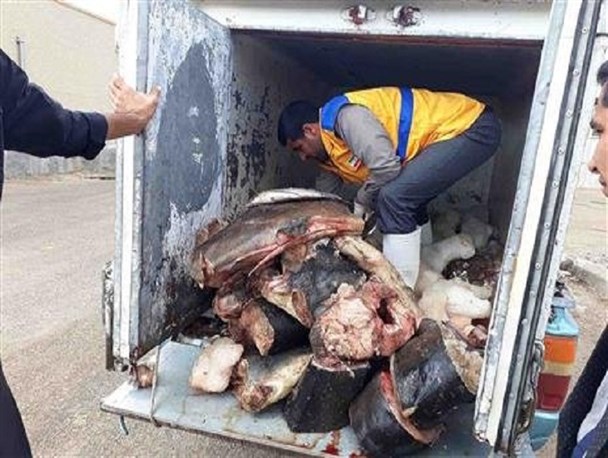 ضبط و معدوم سازی 200 کیلو گرم گوشت ماهی فاسد در شهرستان درمیان