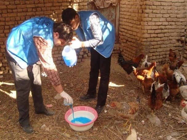 بیش از یک میلیون و 300هزار قطعه طیور در استان یزد واکسینه شدند