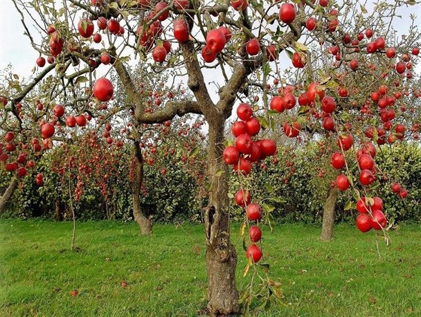 محصول سه هزار تومانی سال گذشته، هزار تومان قیمت می‌خورد!