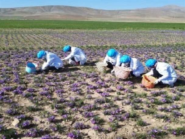 احیای کشت زعفران در تویسرکان؛ جهشی برای تولید و تحولی در اقتصاد