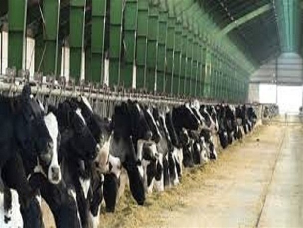 مجتمع دامپروری ۱۰۰۰ راسی خرم آباد افتتاح می‌شود