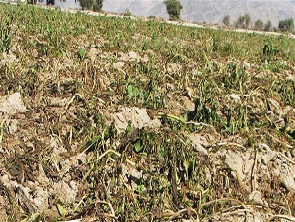 سرما کشاورزان عنبرآباد را غافلگیر کرد