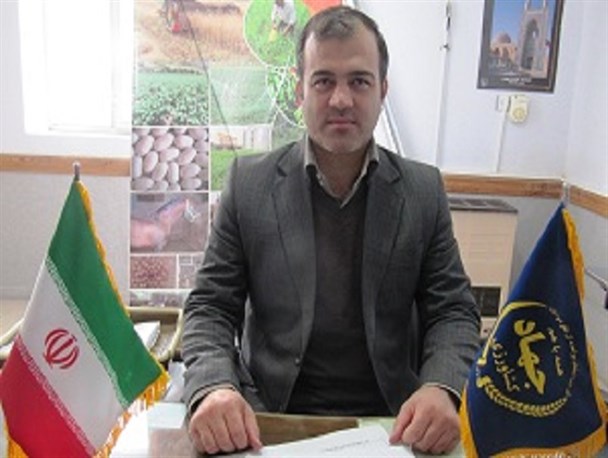 در سال زراعی جاری تنها 283 هکتار کلزا در گالیکش کشت شد / کاهش 25 درصدی سطح کشت کلزا در گالیکش