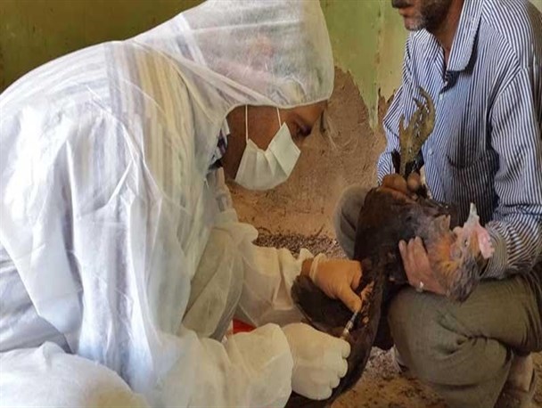 متصدیان واحدهای مرغداری باید از بروز بیماری آنفلوآنزای فوق حاد پرندگان جلوگیری کنند