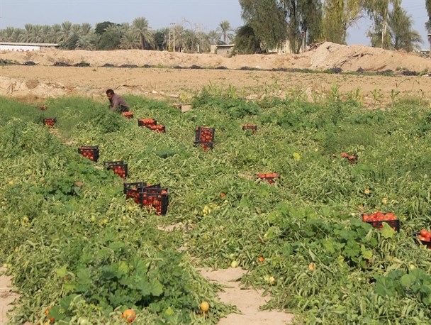 کم توجهی به گوجه کاران در فصل برداشت/ اسکناس ها در جیب دلالان، خار در دست کشاورزان