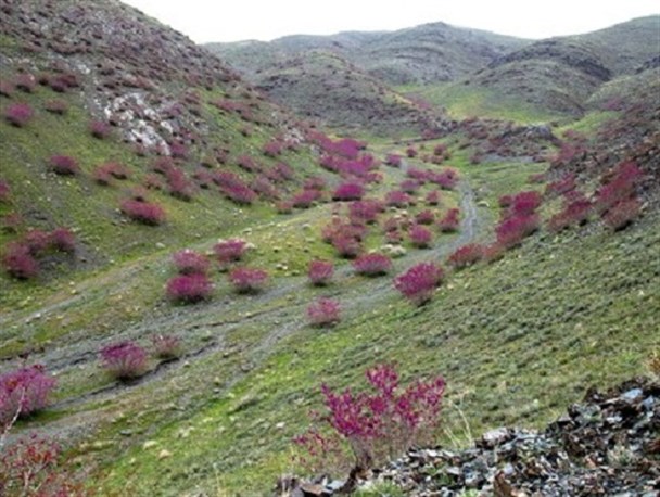 تخریب و فروش درختچه‌های ارغوان موقوفه 200 ساله طرقبه توسط اداره منابع طبیعی!