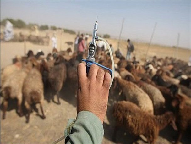 اجرای مرحله دوم طرح مایه کوبی رایگان تب برفکی گوسفندی در شهرستان قاینات