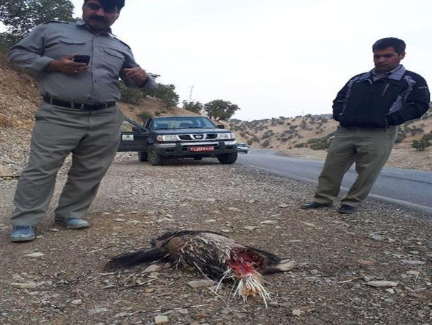تلفات جاده ای حیات وحش ملکشاهی در اثر برخورد با خودروها