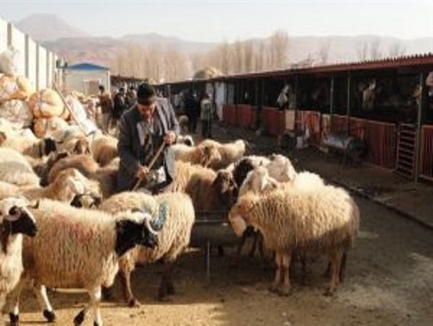 کشف ۴۲ راس دام و دستگیری۲سارق در سیرجان