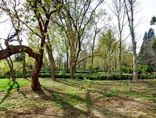 غارتگران درختان باغستان سنتی دستگیر شدند