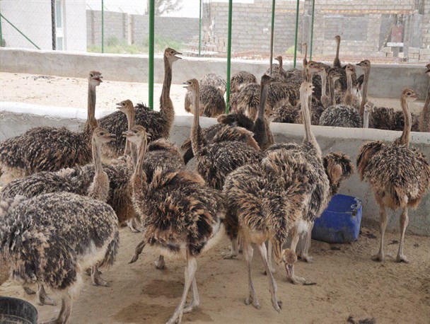 تولید سالیانه 159 تن گوشت شتر مرغ درسیستان وبلوچستان