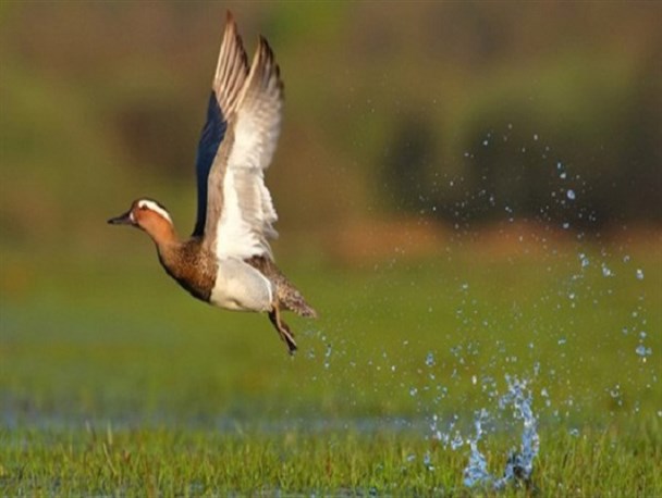 تأمین یک میلیارد و ۳۰۰ میلیون تومان اعتبار برای تکمیل سایت پرنده‌نگری تالاب هشیلان