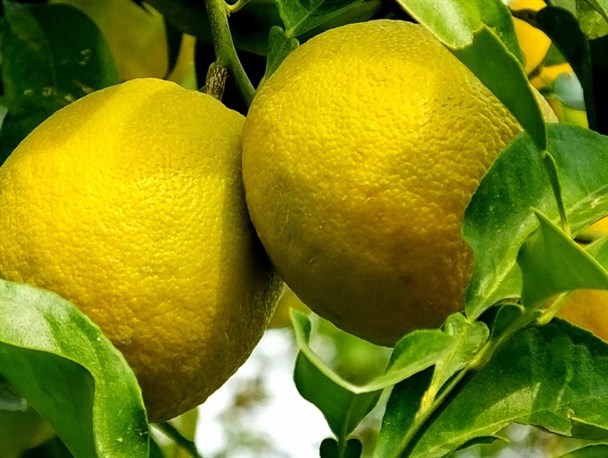 میوه ای ضد سرطان در گچساران که «قند خون» را کاهش می دهد+تصاویر