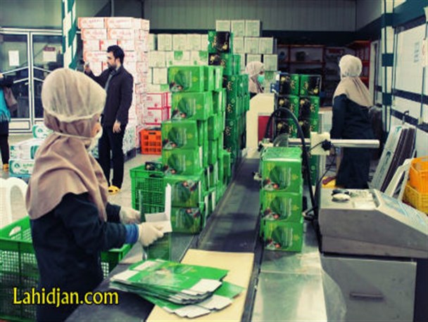 برای حمایت از چایکاران،چای ایرانی بنوشید+عکس