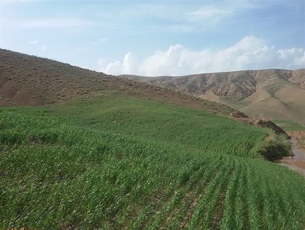 تصاویری از کشتزارهای شهرستان زرندیه