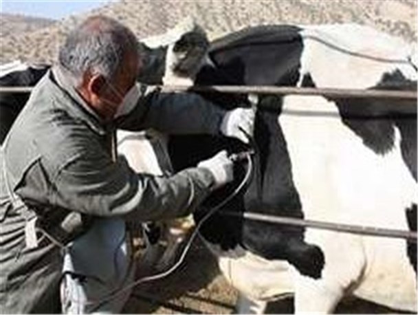 فاز دوم مبارزه با بیماری لمپی اسکین در 63 روستای دهگلان آغاز شد