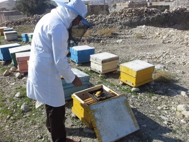 دگرگونی زندگی با اقتصاد مقاومتی/طعم شیرین عسل در زندگی 3 خانواده بهمئی+ تصاویر