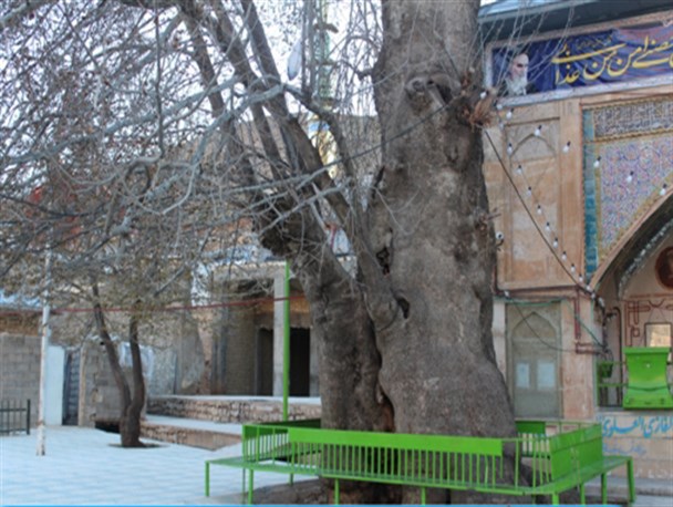 درختان چنارباقدمتی هزارساله در نگین زاگرس