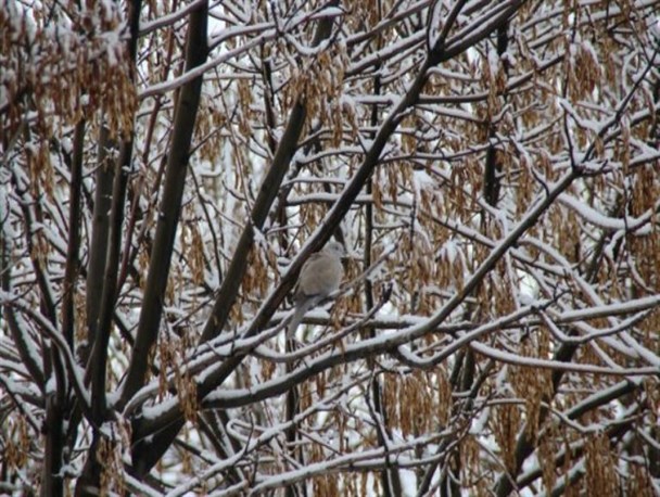 طبیعت زمستانی پلدشت