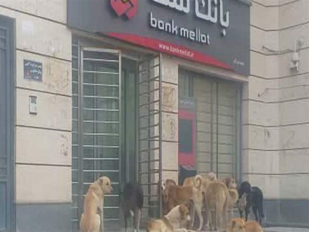 خیابان‌های لردگان در تسخیر سگ‌های ولگرد/ چرا کسی برای جمع‌آوری سگ‌های ولگرد فکری نمی‌کند؟